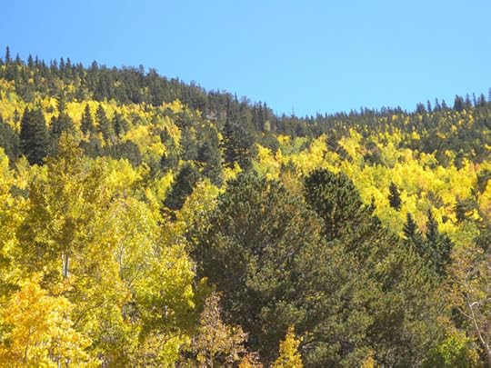 Aspens along Highway 67, Teller County, CO photo by Terry Odell