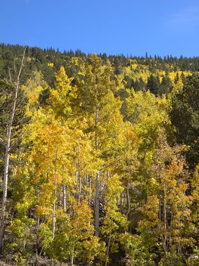 Aspens along Highway 67, Teller County, CO photo by Terry Odell