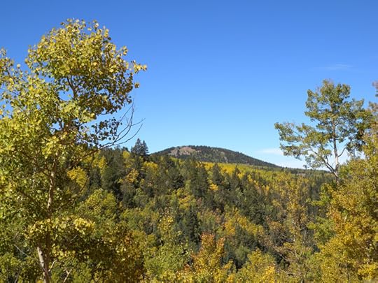 Aspens along Highway 67, Teller County, CO photo by Terry Odell