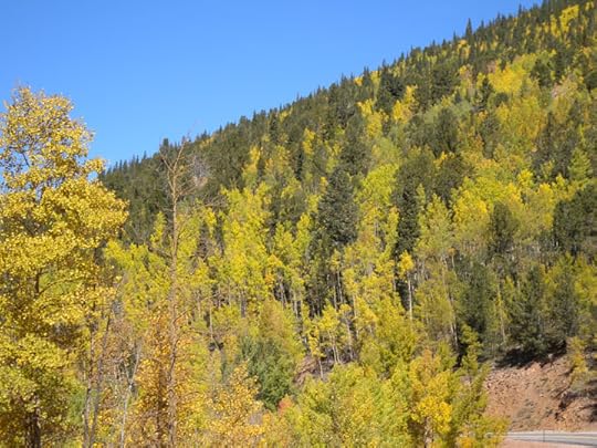 Aspens along Highway 67, Teller County, CO photo by Terry Odell