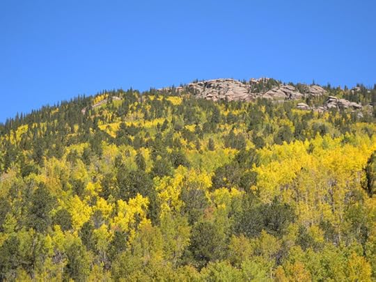 Aspens along Highway 67, Teller County, CO photo by Terry Odell