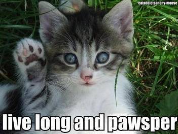 Cats 4