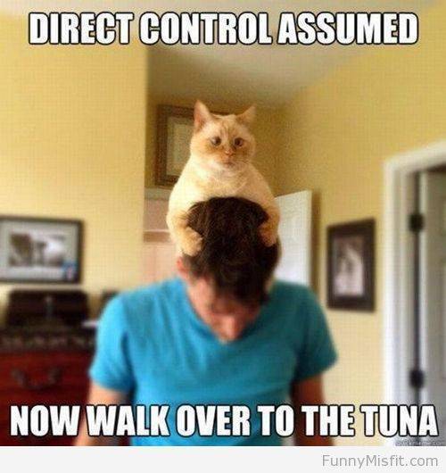 Cats 5