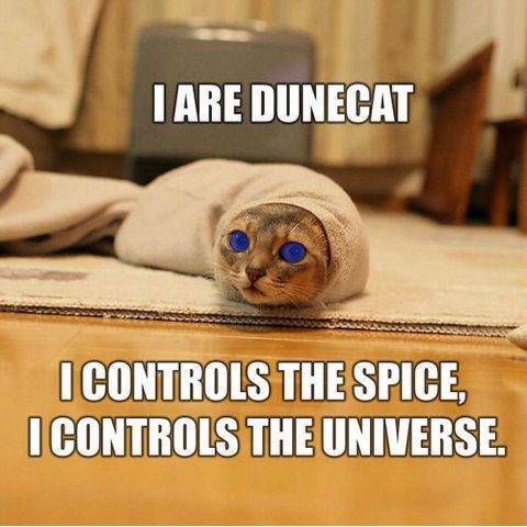 Cats 6