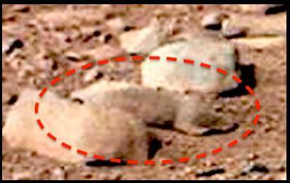 Pereidolia_rat