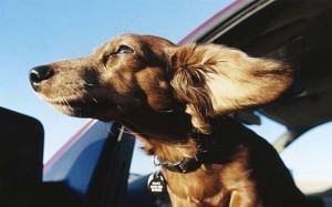 dog car