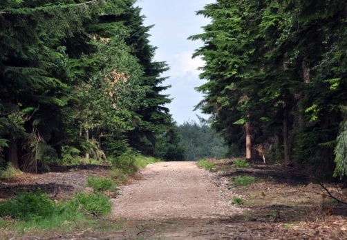 photo Ponytrack2_zps0a951bb0.jpg
