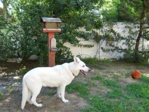 Tristan--After Adoption