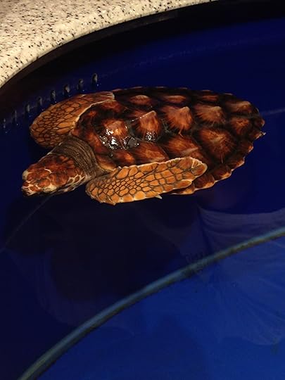 A Loggerhead turtle at the North Carolina Aquarium, Kure Beach, NC