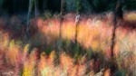 20130829-Yukon-2013-2257