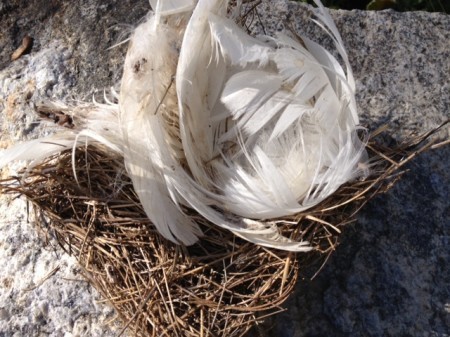 nest