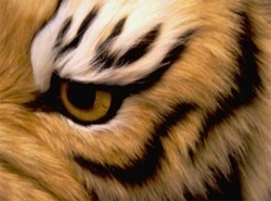 Give 'em an experience