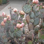 Prickly pear
