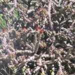 Cholla
