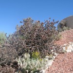 Cholla