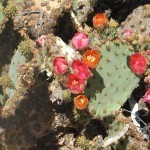 Beavertail cactus