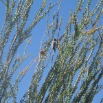 Ocotillo