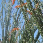 Ocotillo