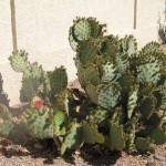 Prickly pear
