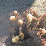Prickly pear cactus
