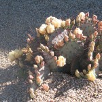 Prickly pear cactus
