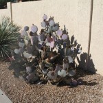 Beavertail cactus
