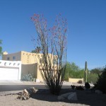 Ocotillo