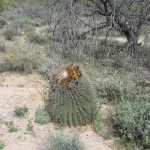 Barrel cactus