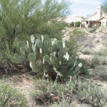 Beavertail cactus