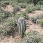 Small saguaro
