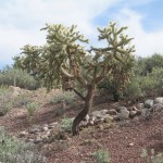 Cholla