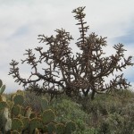 Cholla