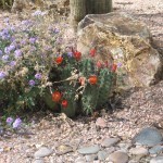 Hedgehog cactus