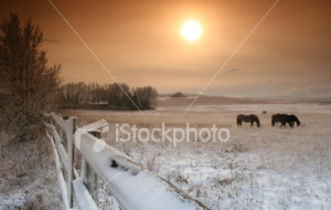 stock-photo-2426646-winter-on-the-ranch