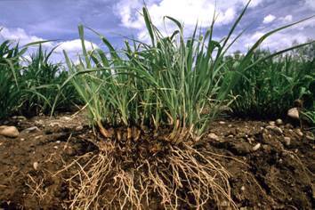 Inventions Thomas Edison Would Love: Green Grass, Green Electricity
