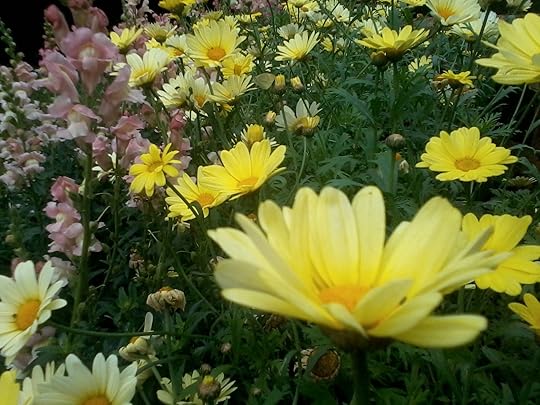 flowers in Upton House Garden 23 Aug 2013 (photo credit Abigail Robinson)