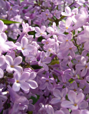 lilac-bushes-house-GEXPERT-de