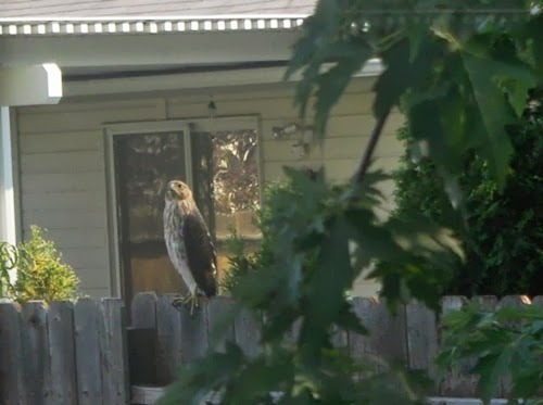 photo of a hawk sitting on our fence