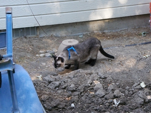 Picture taken of Yum Yum as my wife and daughters took her for a last walk in the yard