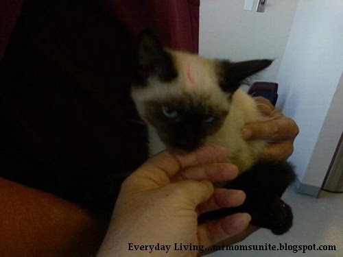 Yum Yum, the day we adopted her from the Humane Society