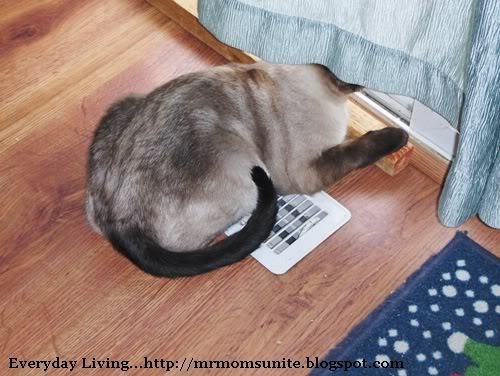 Yum Yum sitting on the heat vent
