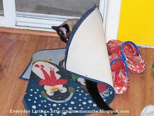 Yum Yum playing with her spring