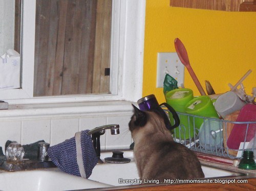 Yum Yum sitting on the heat vent