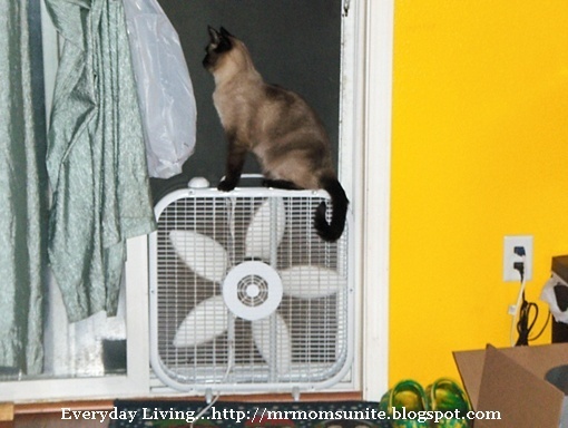 Yum Yum sitting on a fan