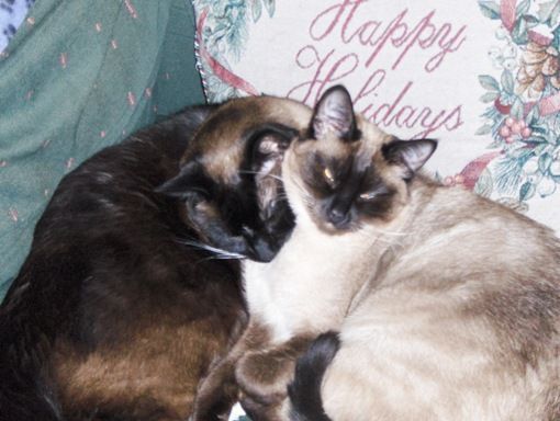 Koko and Yum Yum sleeping together