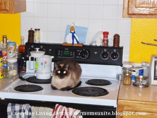 photo of Yum Yum sitting on the stove