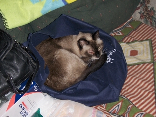 photo of Yum Yum sleeping