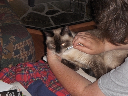 photo of Yum Yum getting her medication