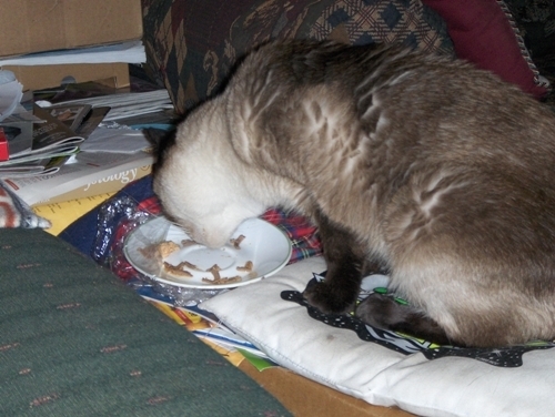 photo of Yum Yum having something to eat after getting her medication