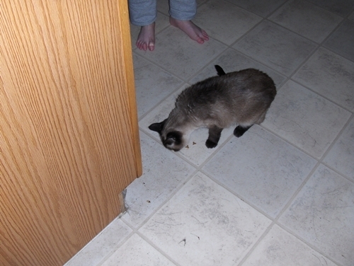 photo of the medication we give Yum Yum